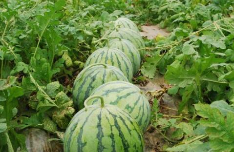 每日大赛 52每日大瓜视频,52期精彩视频盘点，揭秘娱乐圈幕后故事